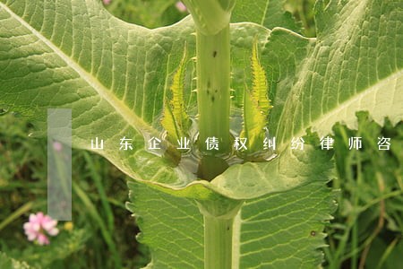 山东企业债权纠纷律师咨询 山东企业债权纠纷律师咨询
