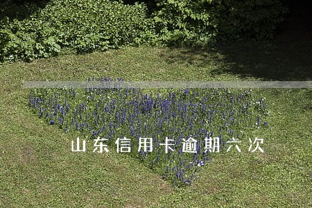 山东信用卡逾期六次