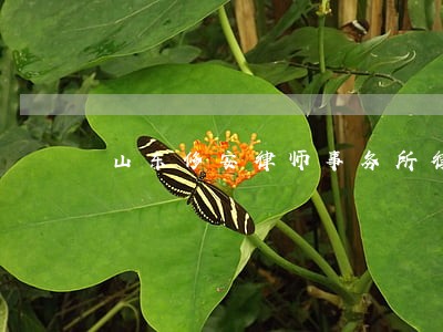 山东修安律师事务所律师 山东修安律师事务所律师