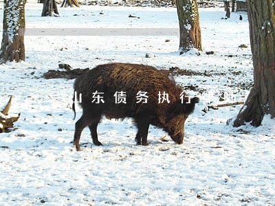 山东债务执行律师 山东债务执行律师