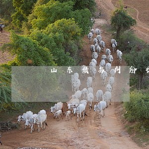山东债务纠纷律师费用问题 山东债务纠纷律师费用问题