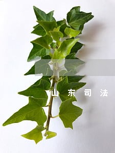 山东司法拍卖车辆违章销分 山东司法拍卖车辆违章销分