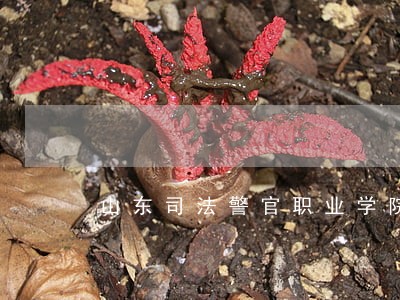 山东司法警官职业学院委培生 山东司法警官职业学院委培生