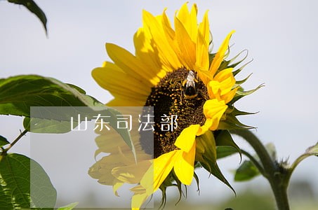 山东司法部 山东司法部