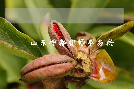 山东坤都律师事务所 山东坤都律师事务所
