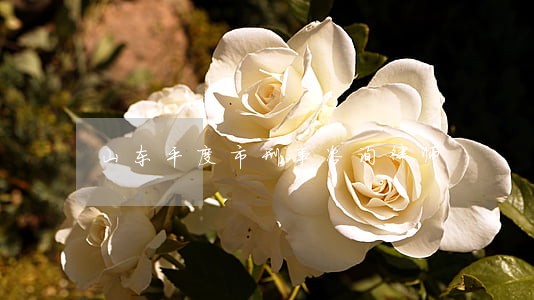 山东平度市刑事咨询律师 山东平度市刑事咨询律师