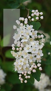 山东律师法律顾问价格 山东律师法律顾问价格