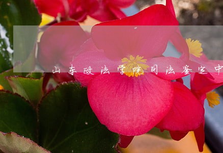 山东政法学院司法鉴定中心电话