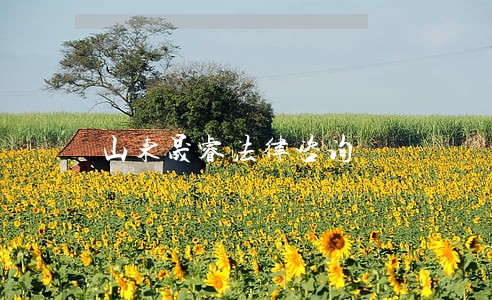 山东晟睿法律咨询 山东晟睿法律咨询