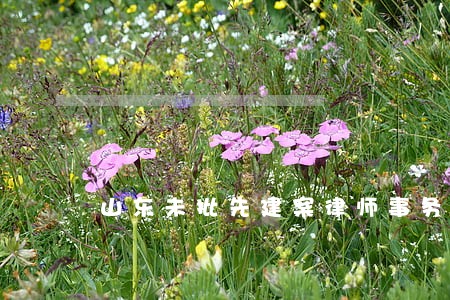 山东未批先建案律师事务所 山东未批先建案律师事务所