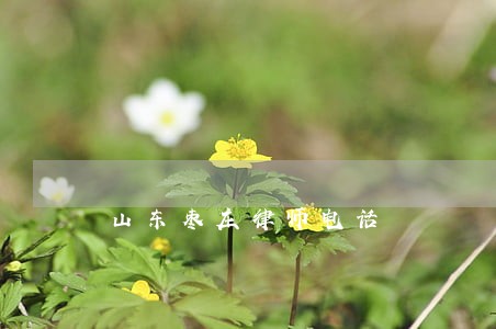 山东枣庄律师电话 山东枣庄律师电话