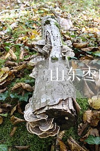 山东枣庄有名的律师排名 山东枣庄有名的律师排名