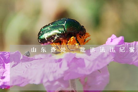 山东查处一批违法违纪案件