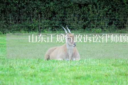 山东正规行政诉讼律师顾问律所