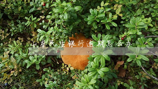 山东民生银行逾期怎么办 山东民生银行逾期怎么办
