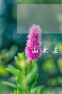 山东法律顾问公司 山东法律顾问公司
