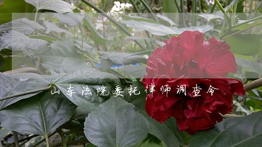 山东法院委托律师调查令 山东法院委托律师调查令