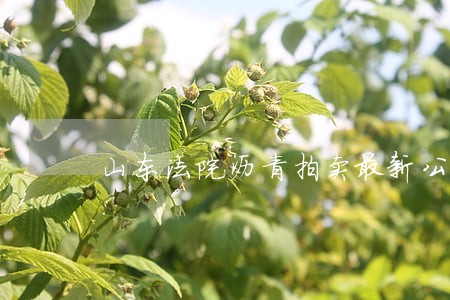 山东法院沥青拍卖最新公告