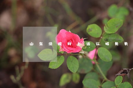 山东法院网上诉讼服务务平台 山东法院网上诉讼服务务平台