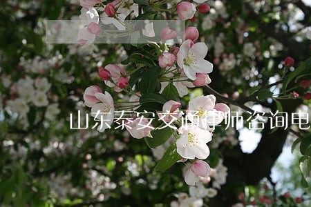 山东泰安交通律师咨询电话 山东泰安交通律师咨询电话