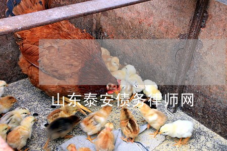 山东泰安债务律师网 山东泰安债务律师网