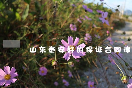 山东泰安好的保证合同律师 山东泰安好的保证合同律师