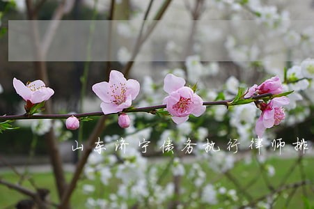 山东济宁债务执行律师排行 山东济宁债务执行律师排行