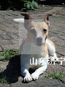 山东济宁债权债务律师电话 山东济宁债权债务律师电话
