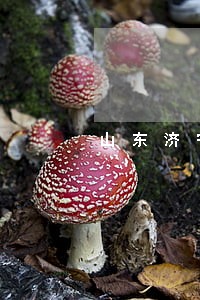 山东济宁有经验的债权债务律师 山东济宁有经验的债权债务律师