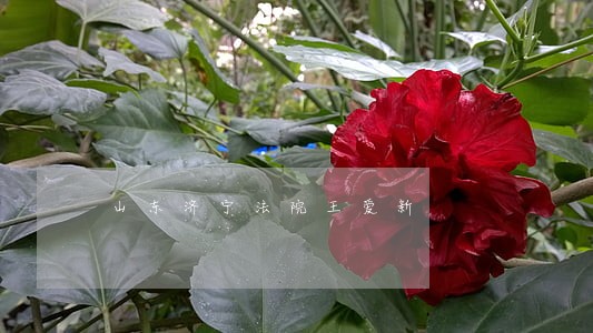 山东济宁法院王爱新