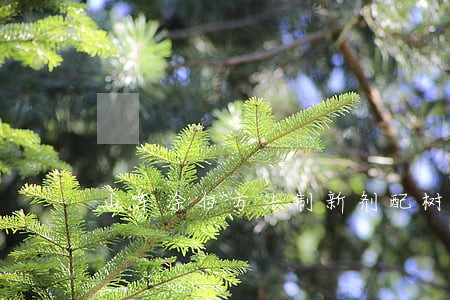 山东涂白方法制新剂配树干 山东涂白方法制新剂配树干