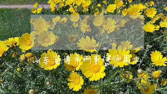 山东淄博市刑事律师团队 山东淄博市刑事律师团队