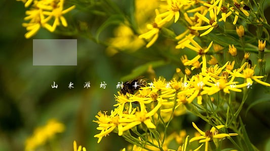 山东潍坊刑事大案律师诉讼费 山东潍坊刑事大案律师诉讼费