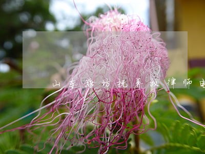山东潍坊抚养权律师电话多少 山东潍坊抚养权律师电话多少