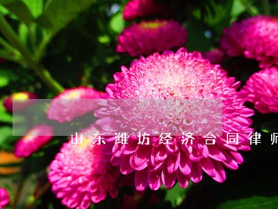 山东潍坊经济合同律师免费咨询
