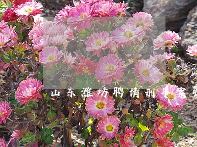 山东潍坊聘请刑事案律师多少钱 山东潍坊聘请刑事案律师多少钱