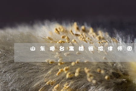 山东烟台离婚赔偿律师团队 山东烟台离婚赔偿律师团队