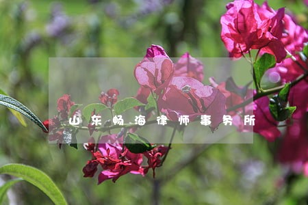 山东畅海律师事务所 山东畅海律师事务所