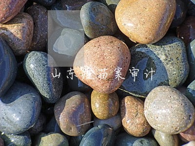 山东疫苗案审计