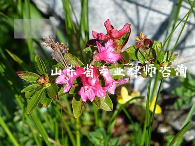 山东省专业律师咨询 山东省专业律师咨询
