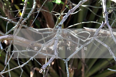 山东省专利代办处 山东省专利代办处