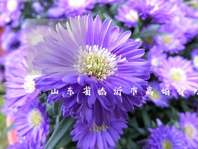 山东省临沂市离婚律师 山东省临沂市离婚律师