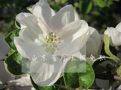 山东省厅长被免职 山东省厅长被免职