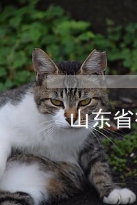 山东省律师诉讼计算 山东省律师诉讼计算
