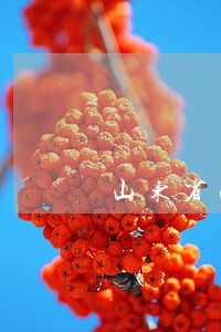 山东省法律咨询免费 山东省法律咨询免费