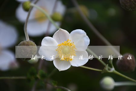 山东省法律援助补贴标准 山东省法律援助补贴标准