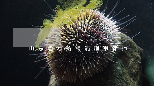 山东省潍坊聘请刑事律师 山东省潍坊聘请刑事律师