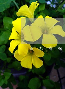 山东省烟台市栖霞市法院拍卖网 山东省烟台市栖霞市法院拍卖网