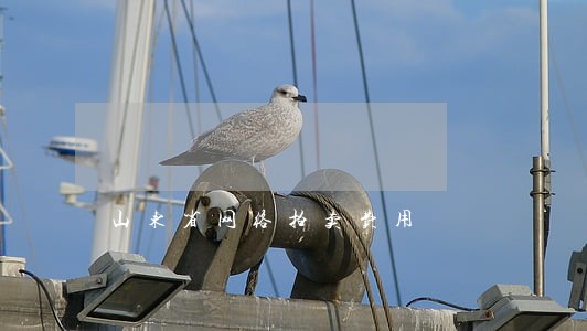 山东省网络拍卖费用