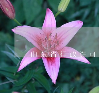 山东省行政许可